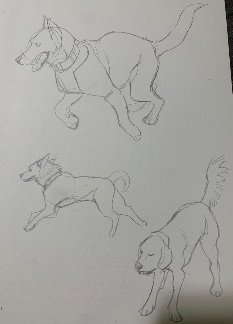 Anatomy Study - Dogs