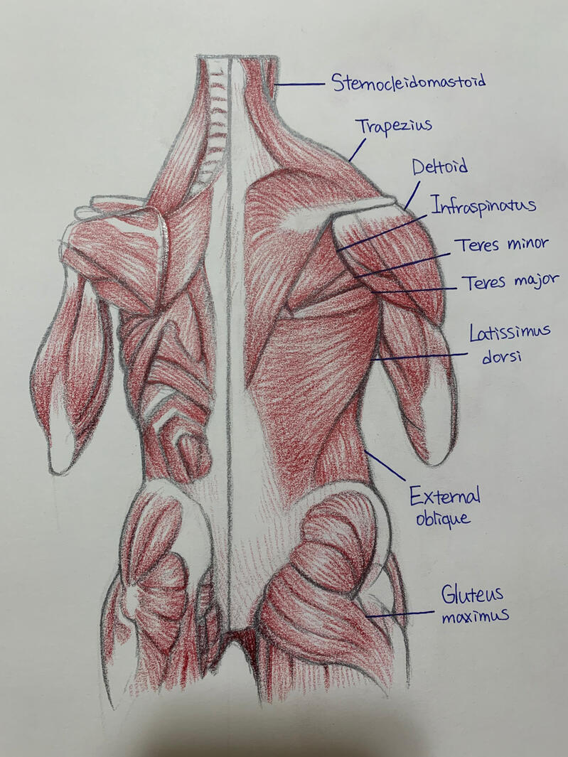 Anatomy Study #2
