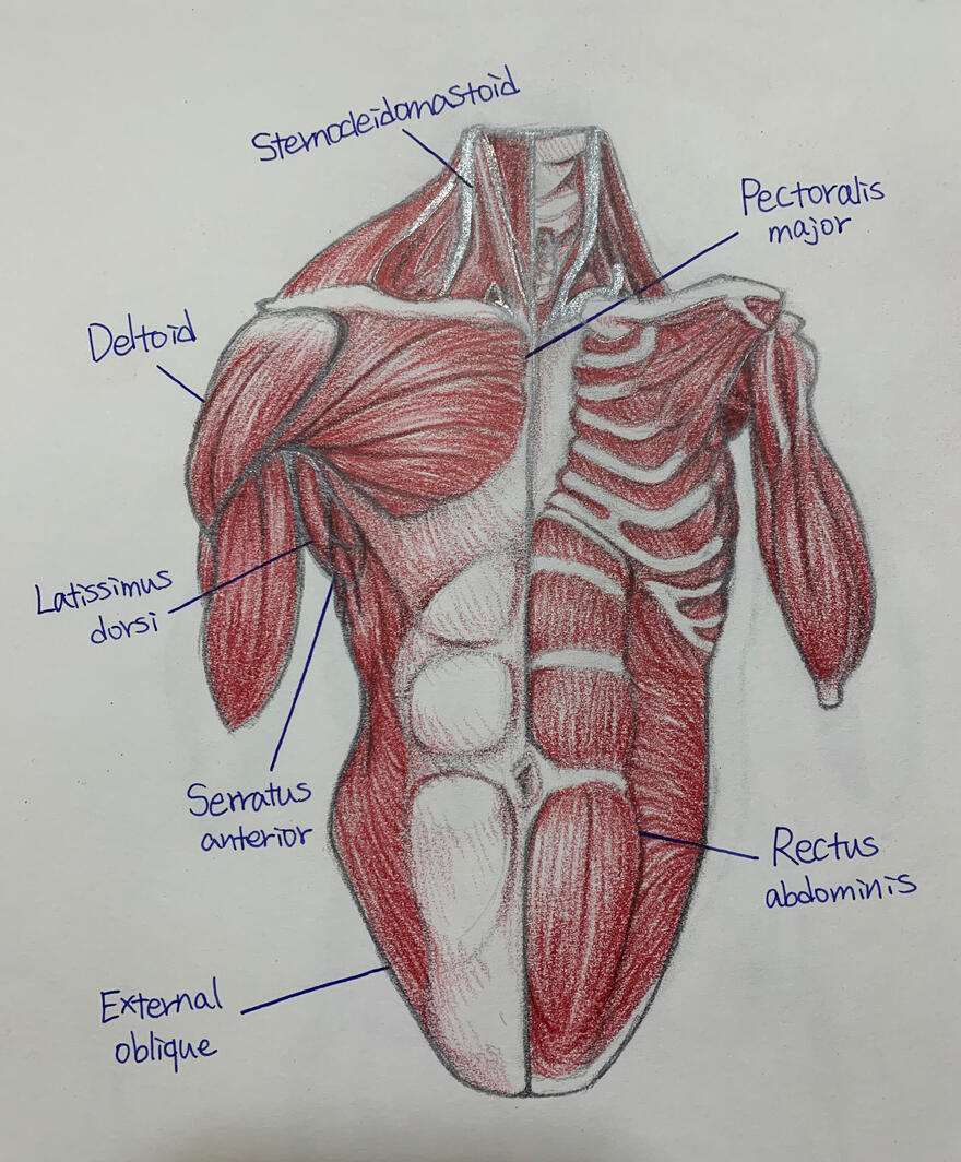 Anatomy Study #1