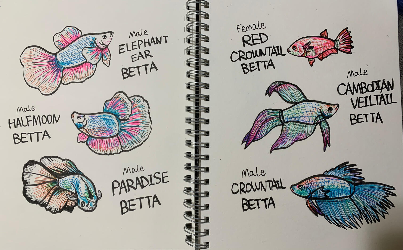 Betta